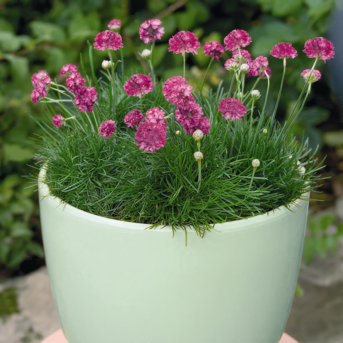 Armeria Morning Star Rose - Garden Express Australia