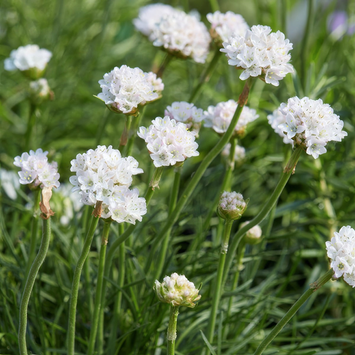 Armeria Morning Star White 2 - Garden Express Australia