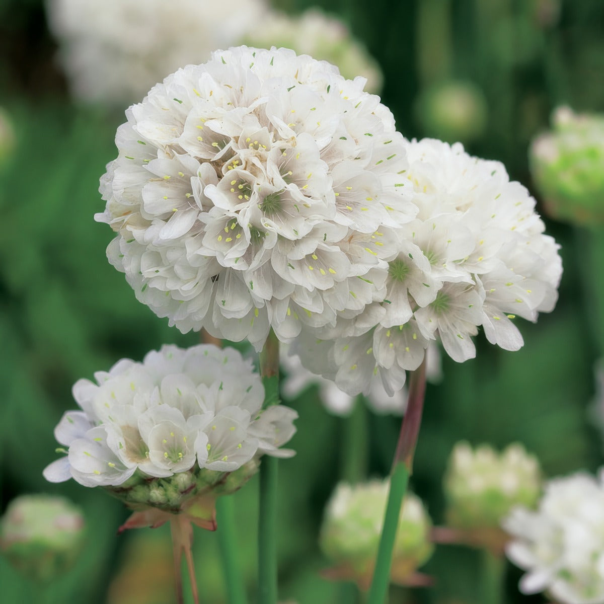 Armeria Morning Star White - Garden Express Australia