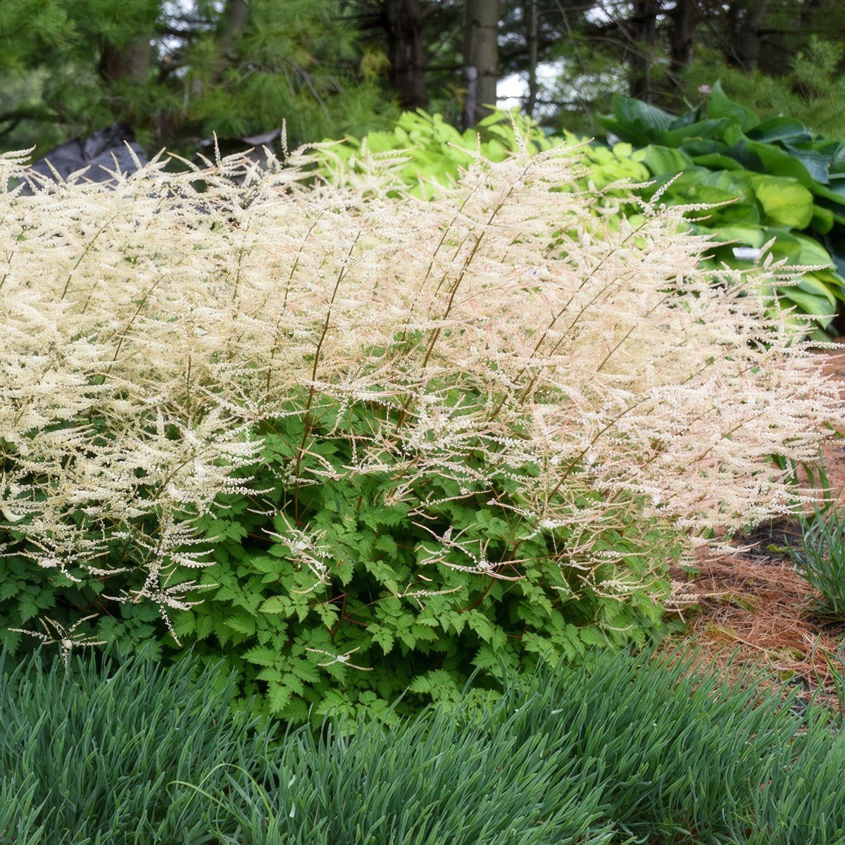 Aruncus Chantilly Lace Garden - Garden Express Australia