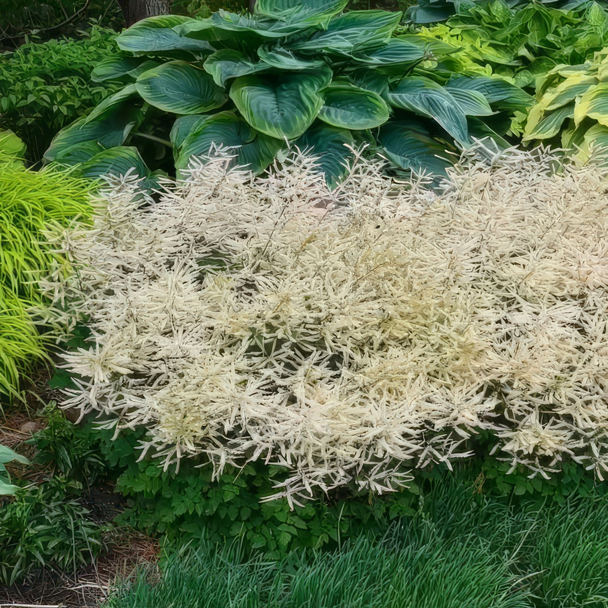 Aruncus Chantilly Lace - Garden Express Australia