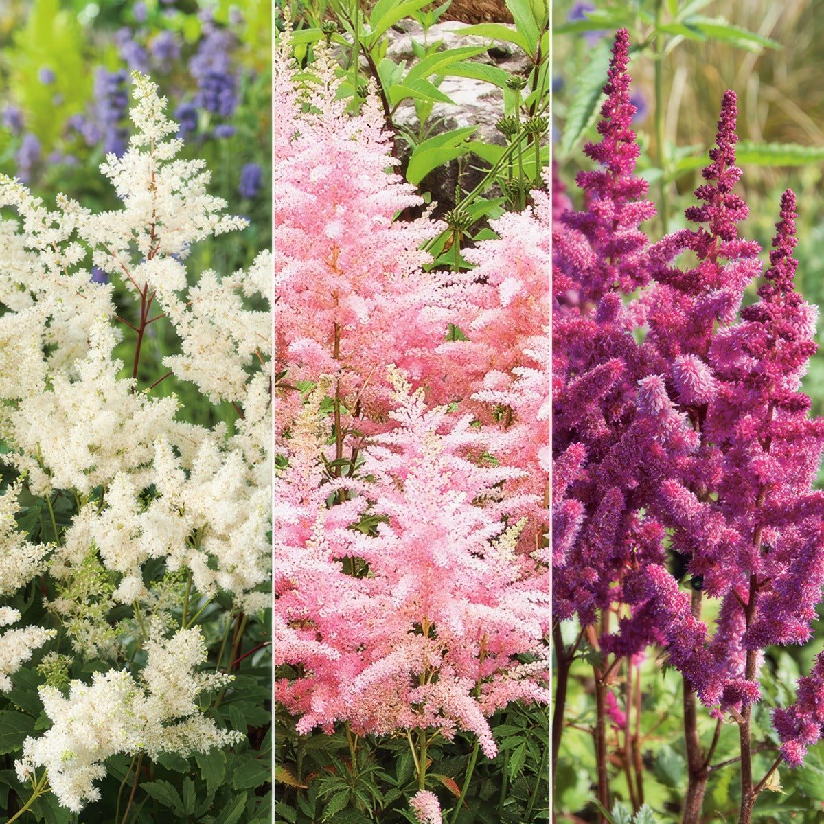 Astilbe Collection Colastcol - Garden Express Australia