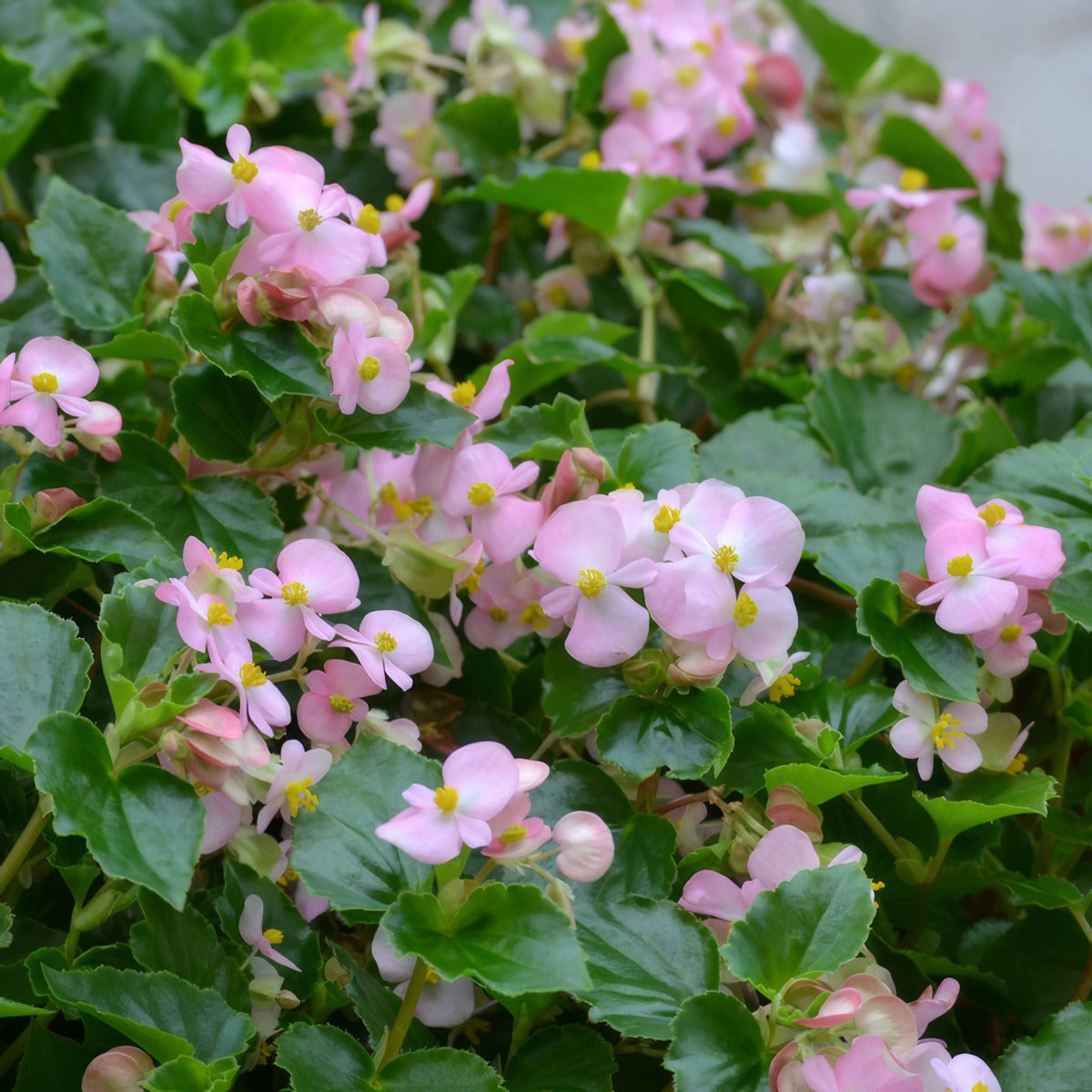 Begonia Hula Pink P68beghpn - Garden Express Australia