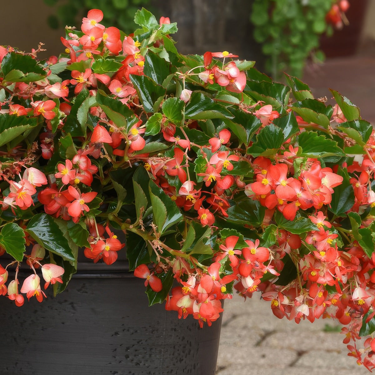 Begonia Hula Red P68beghrd - Garden Express Australia