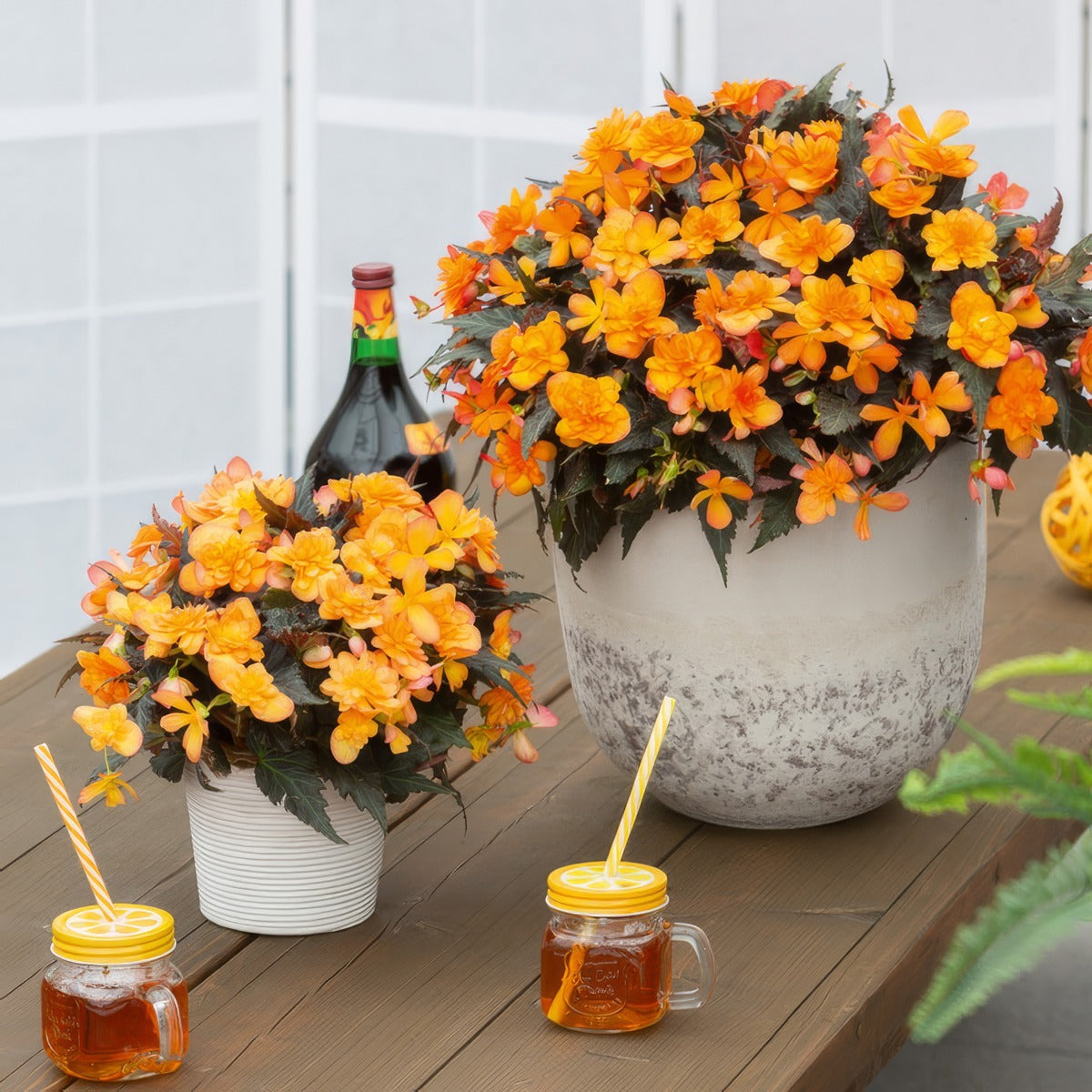 Begonia Bacio Orange Lplbegbor - Garden Express Australia
