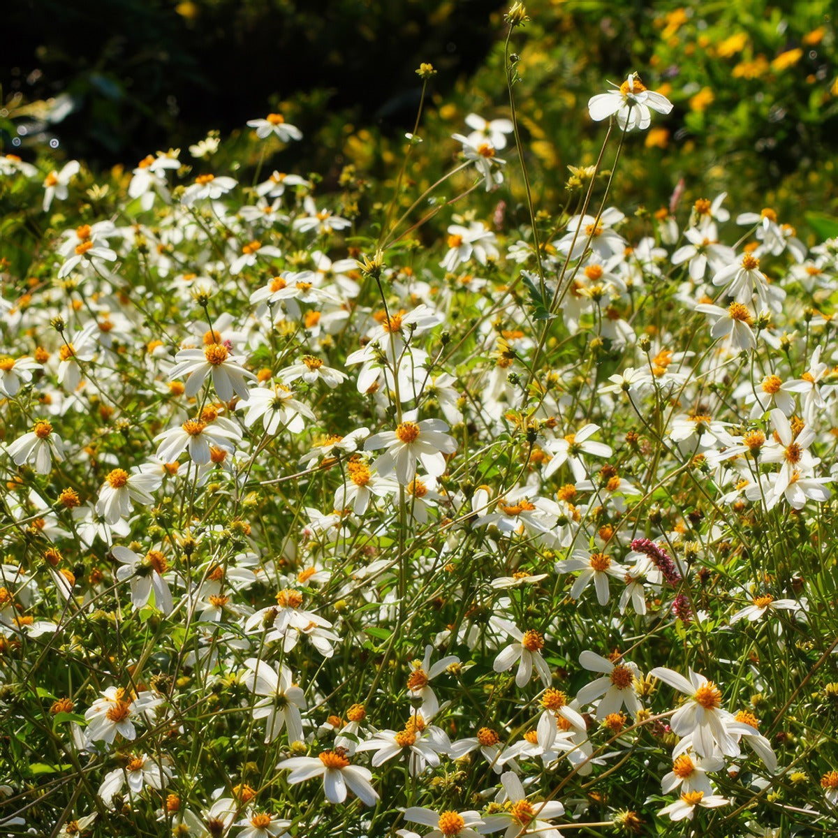 Bidens White Spell Massed - Garden Express Australia