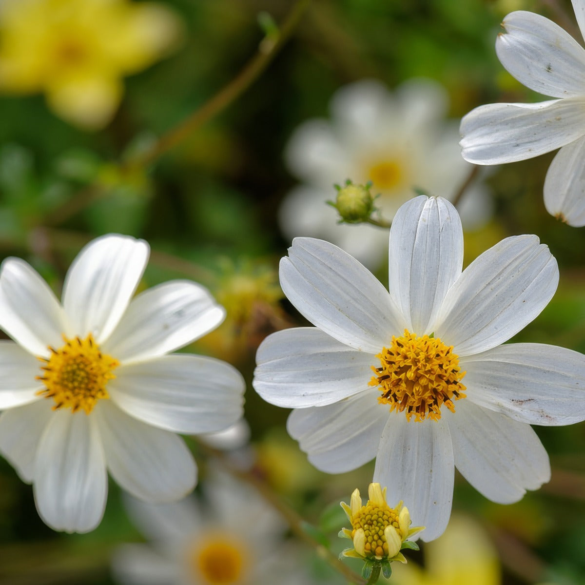 Bidens White Spell - Garden Express Australia