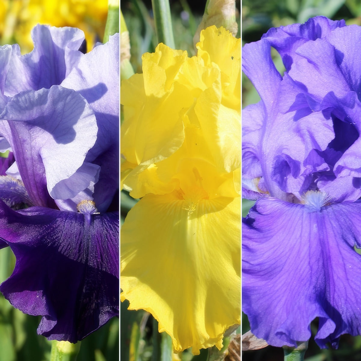 Bearded Iris Collection 3 2026 Colbircol - Garden Express Australia