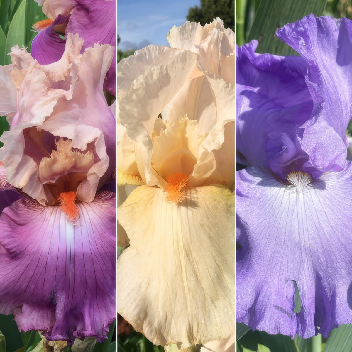 Bearded Iris Collection 6 2026 Colbircol - Garden Express Australia