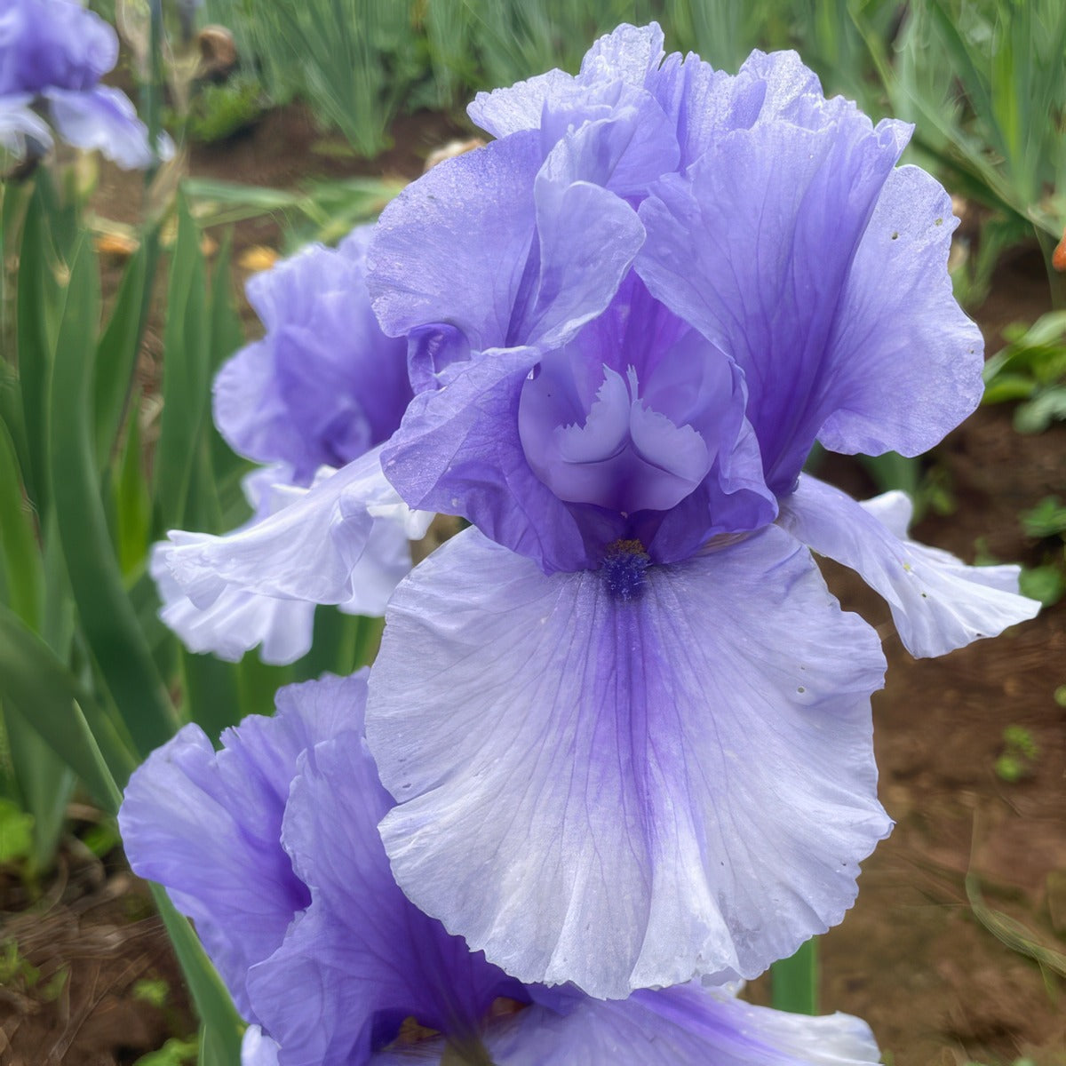 Bearded Iris Island Surf - Garden Express Australia