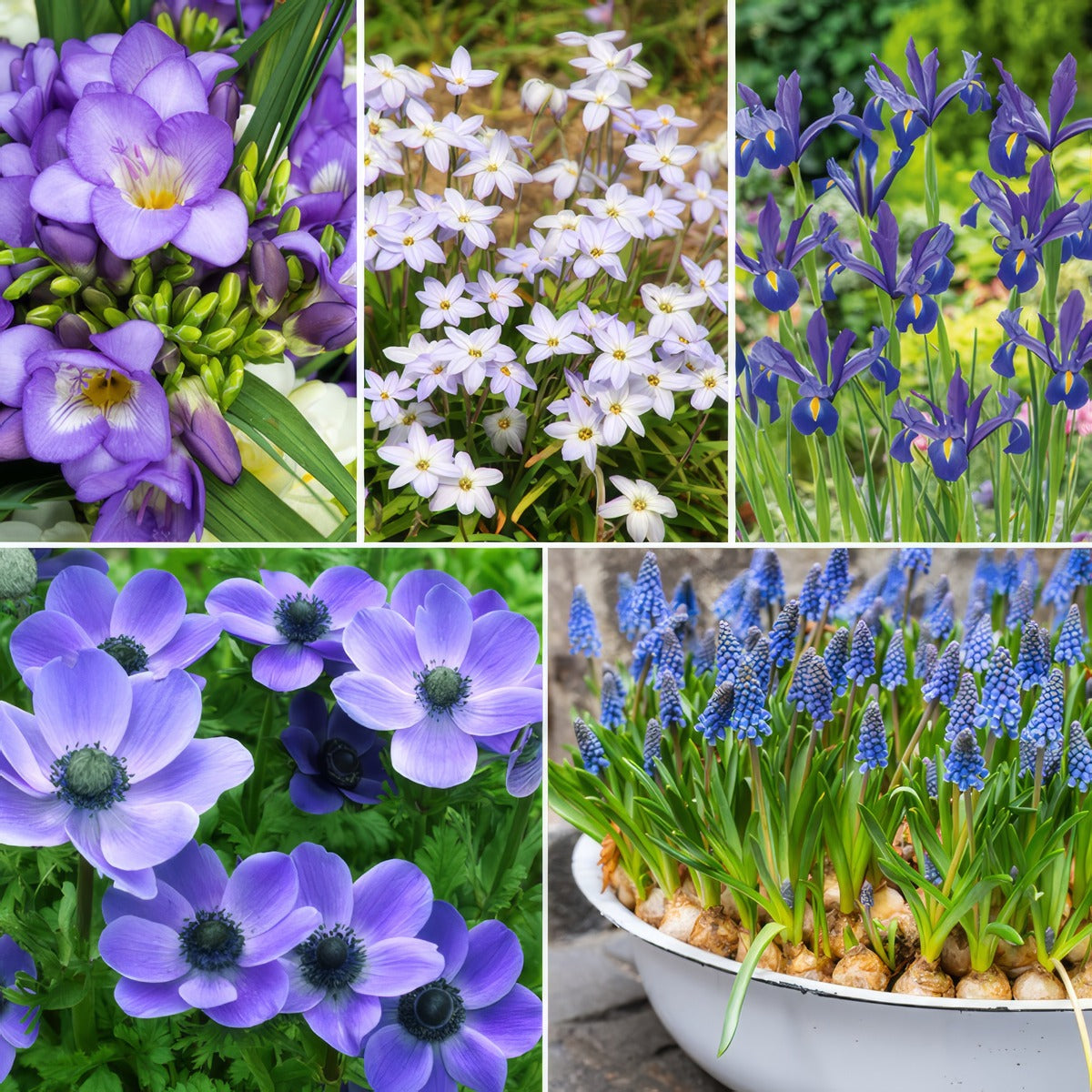 Burst Of Blue Collection Colblucol 2026 - Garden Express Australia