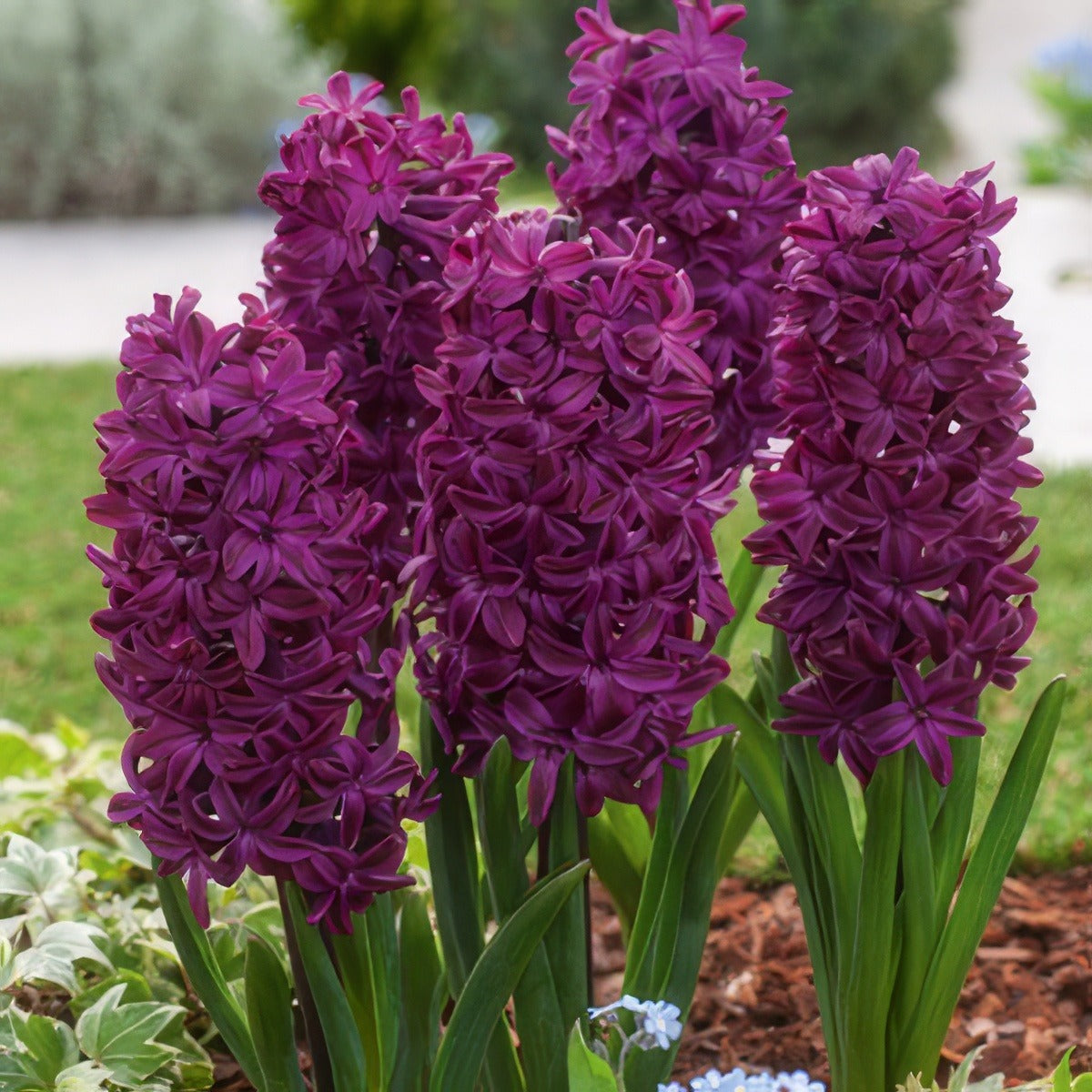 Hyacinth Woodstock 2 Pkhyawoo 2025 - Garden Express Australia