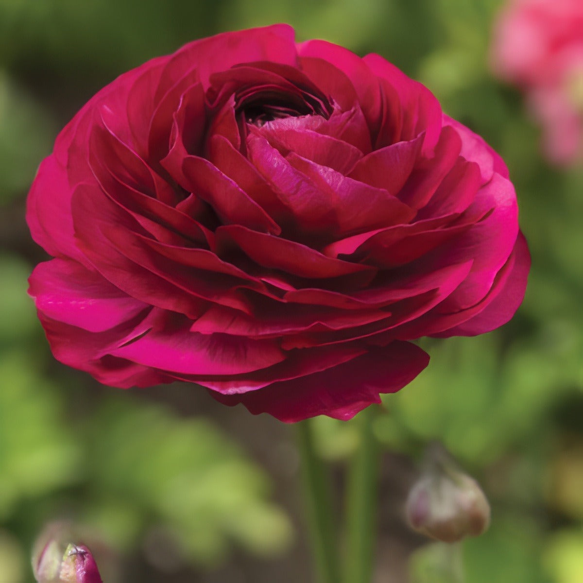 Ranunculi Burgundy Pkranbur 2020 - Garden Express Australia