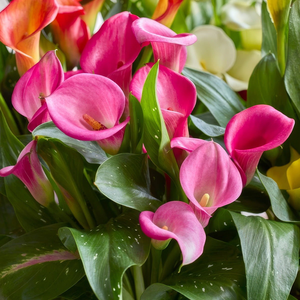 Calla Lily Zazu Pkcalzaz - Garden Express Australia