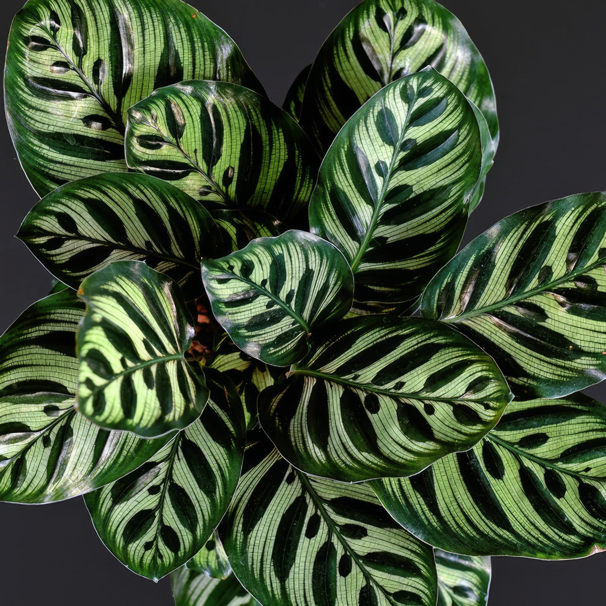 Calathea Makoyana Peacock Plant P13calppl - Garden Express Australia