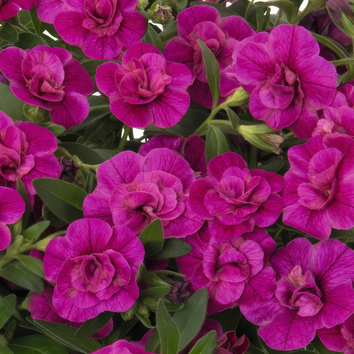 Calibrachoa Aloha Double Purple - Garden Express Australia