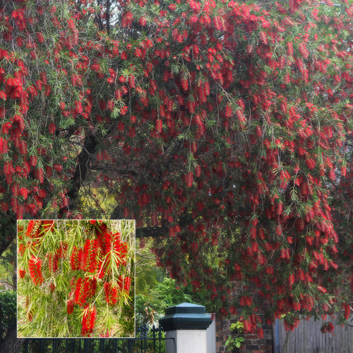 Callistemon Dawson River Weeper Pplcaldrw - Garden Express Australia