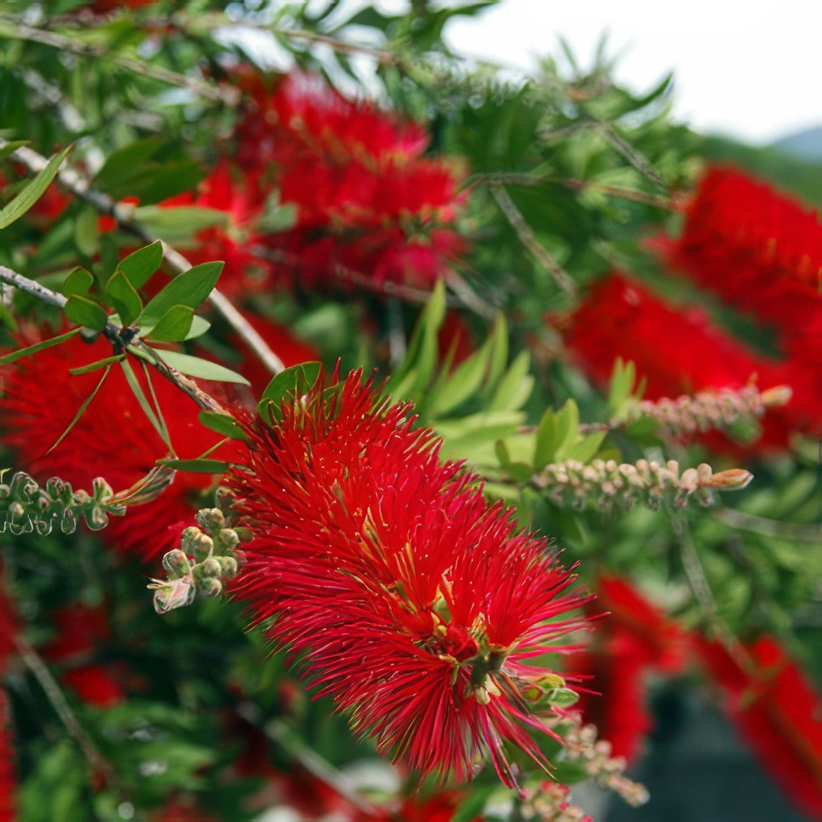 Callistemon Kings Park Special 16 - Garden Express Australia