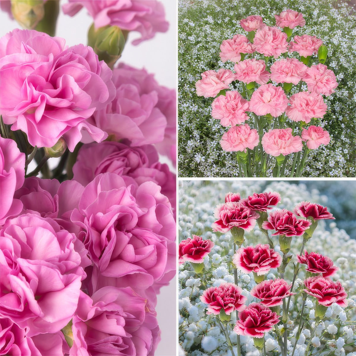Carnation Collection Colcarcol - Garden Express Australia