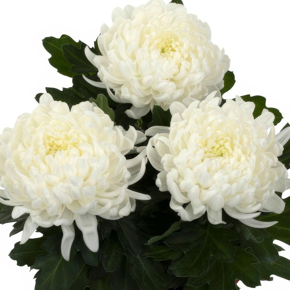 Pot Mum Cosmo White - Garden Express Australia
