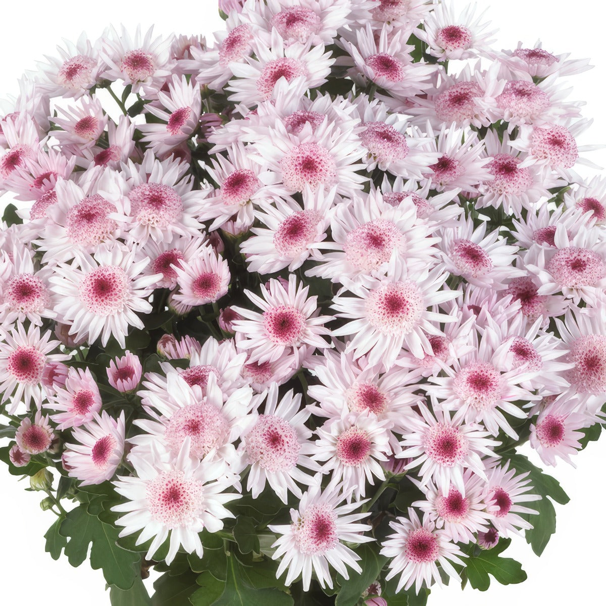 Pot Mum Splash Sweet - Garden Express Australia