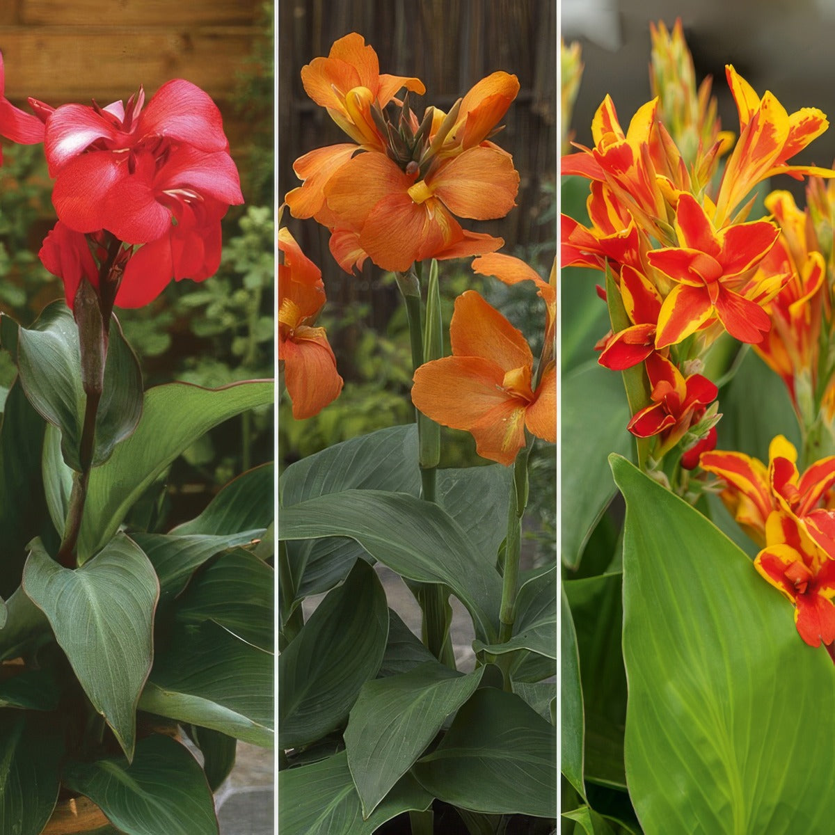Canna Lily Cannova Collection 1 Colclicc1 - Garden Express Australia