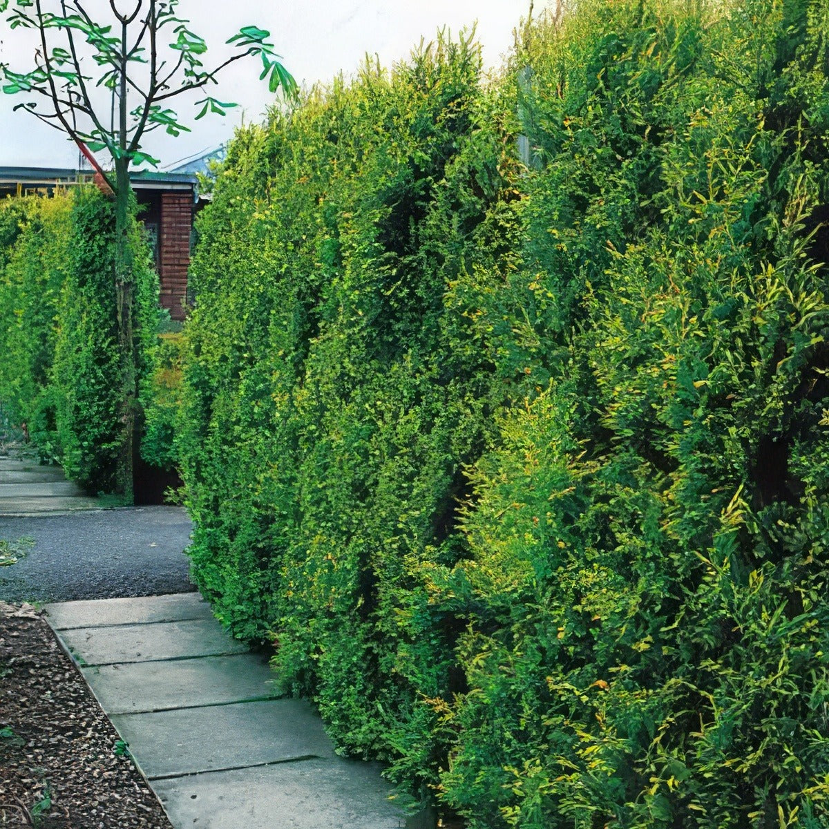 Castlewellan Gold1 - Garden Express Australia