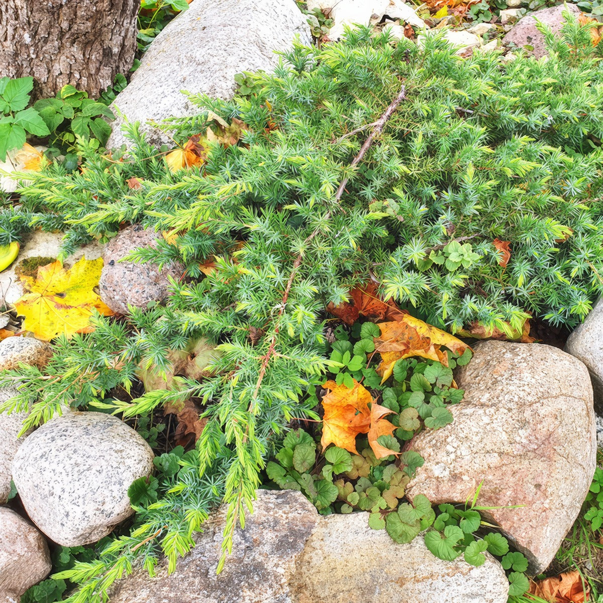 Conifer Shore Juniper Lpoconshj - Garden Express Australia