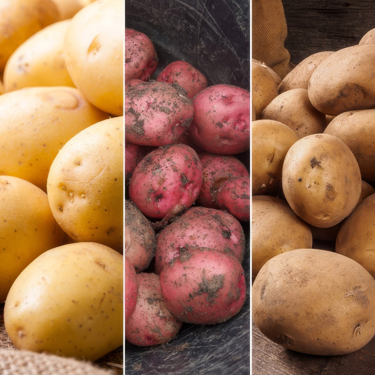 Certified Seed Potato Winter Coll 2 Colcspwc2 2026 - Garden Express Australia