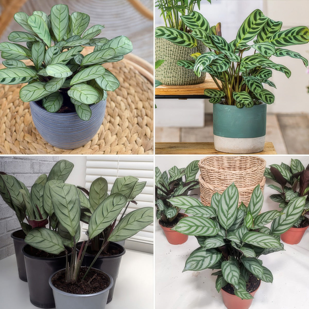 Ctnenanthe Collection Colctecol - Garden Express Australia