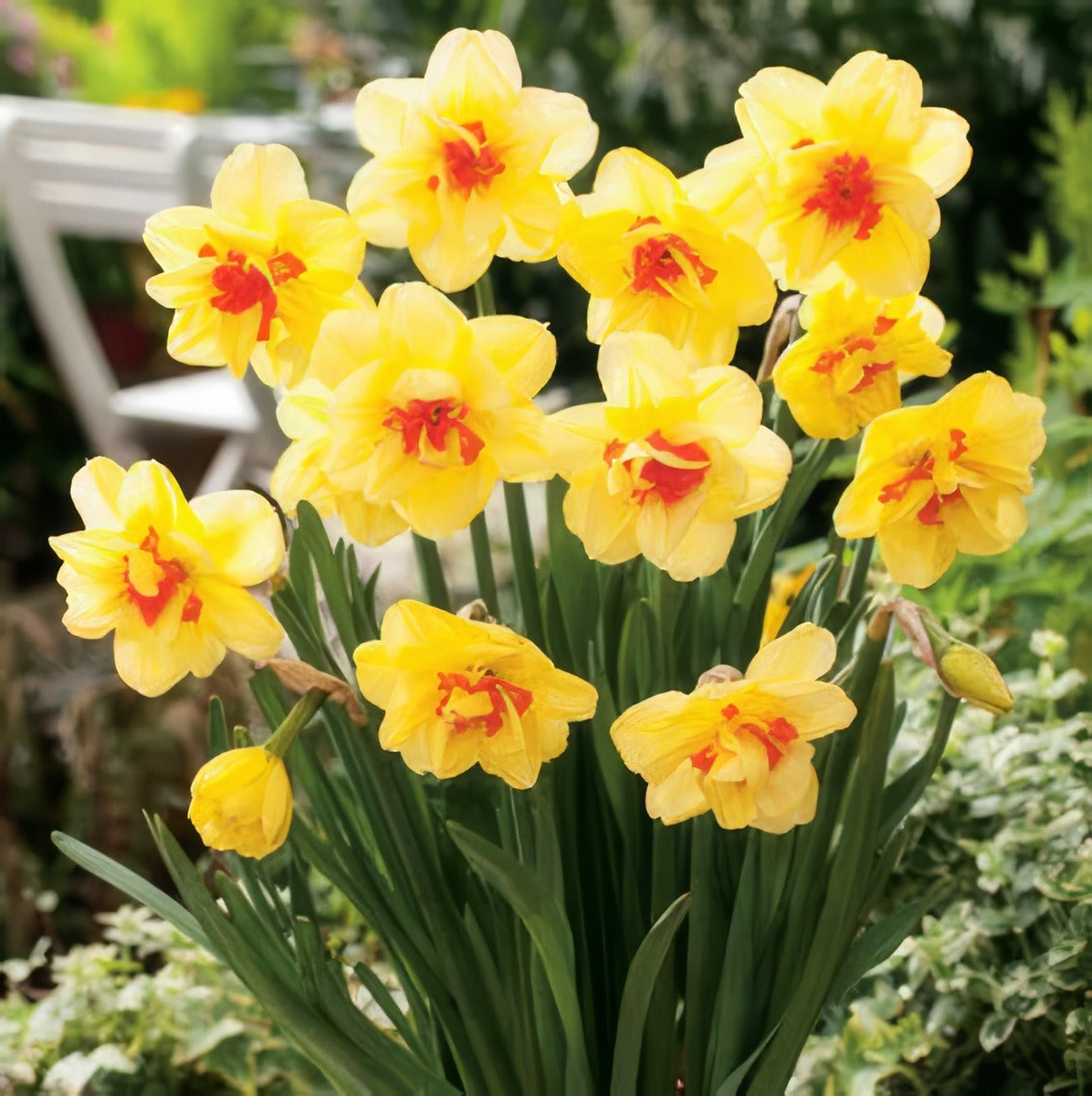 Daffodil Tahiti Pkdaftah 2017 - Garden Express Australia