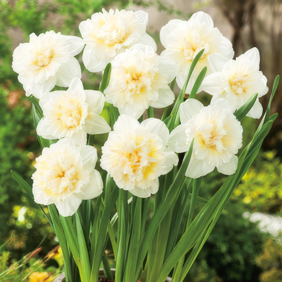Daffodil Ice King Pkdafiki 2017 - Garden Express Australia