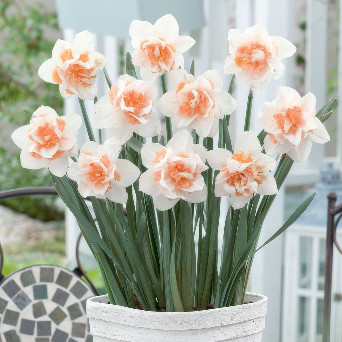Daffodil Replete Pkdafrep 2022 - Garden Express Australia