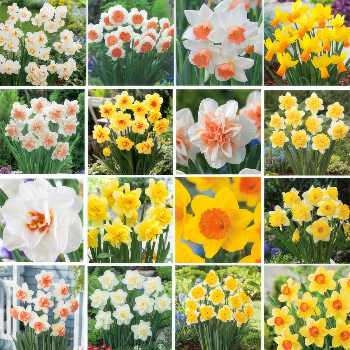 Daffodil Lucky Dip Collection 2025 Coldafldi - Garden Express Australia