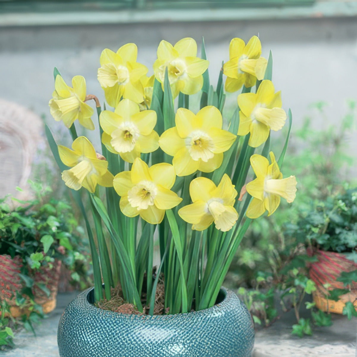 Daffodil Neon Pkdafneo 2018 - Garden Express Australia