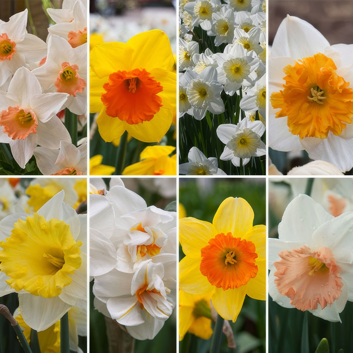 Daffodil Ulitimate Garden Collection Coldafugc - Garden Express Australia
