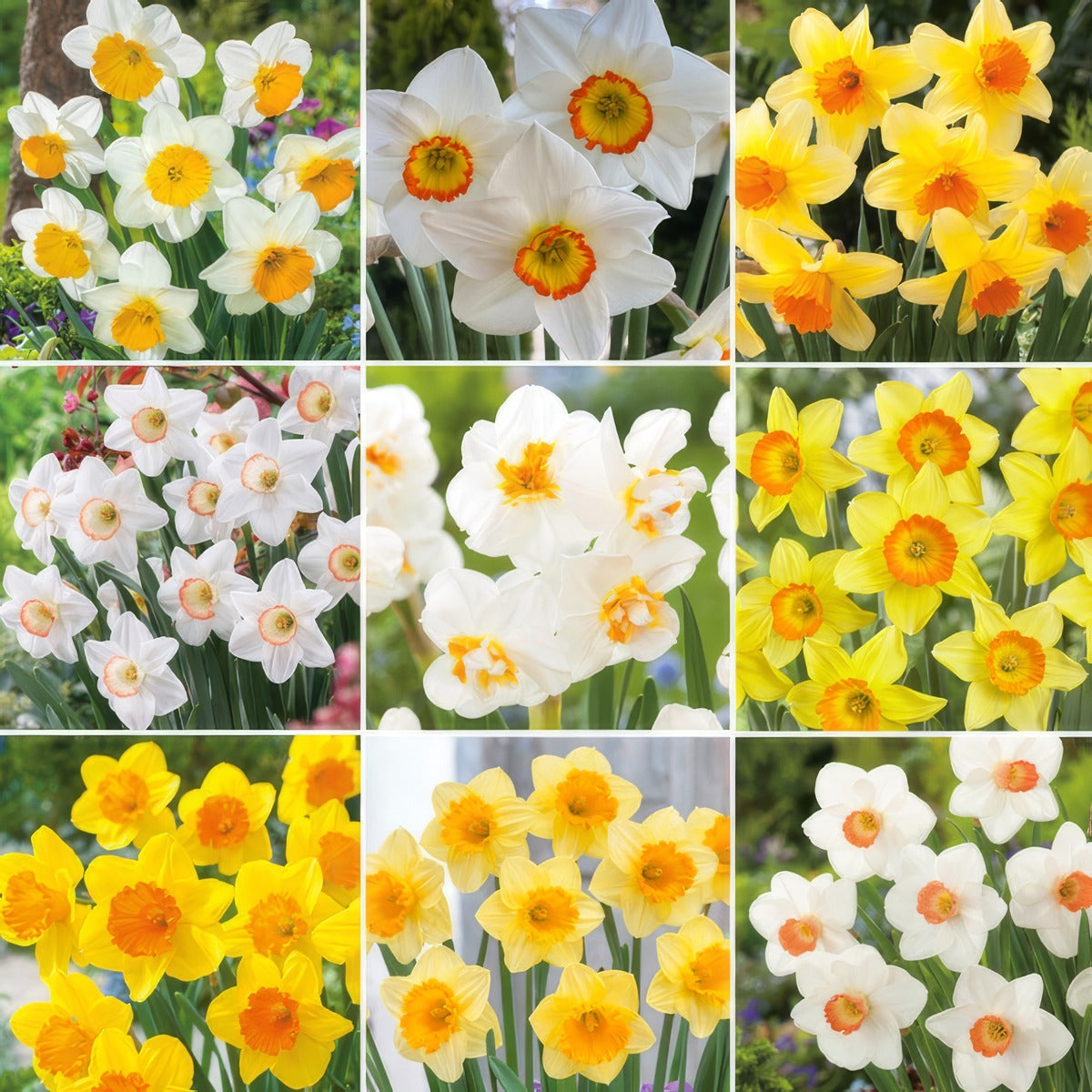 Pre Order Daffodil Ulitmate Garden Collection 2025 Coldafugp - Garden Express Australia