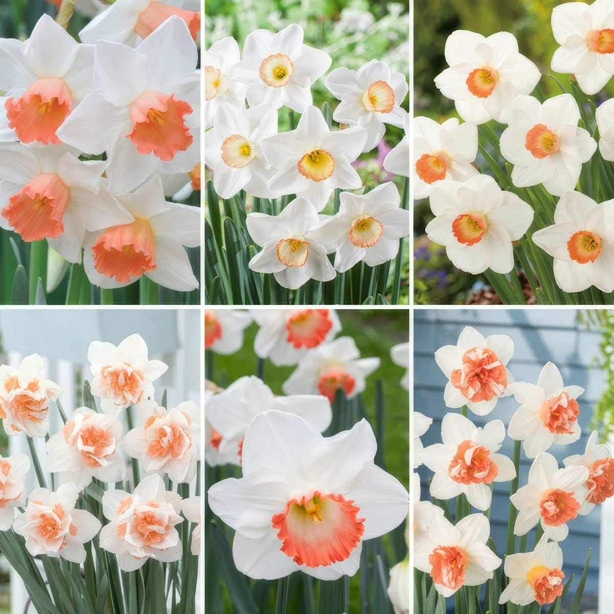 Pre Order Daffodil Ulitmate Pink Collection 2025 Coldafupp - Garden Express Australia
