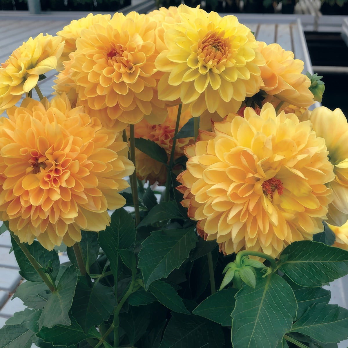 Dahlia Dalina Romero Ppldahdrm - Garden Express Australia