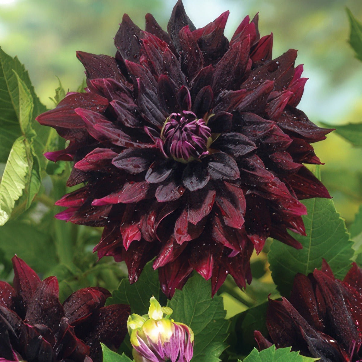 Dahlia Thelma Maude Pkdahtma - Garden Express Australia