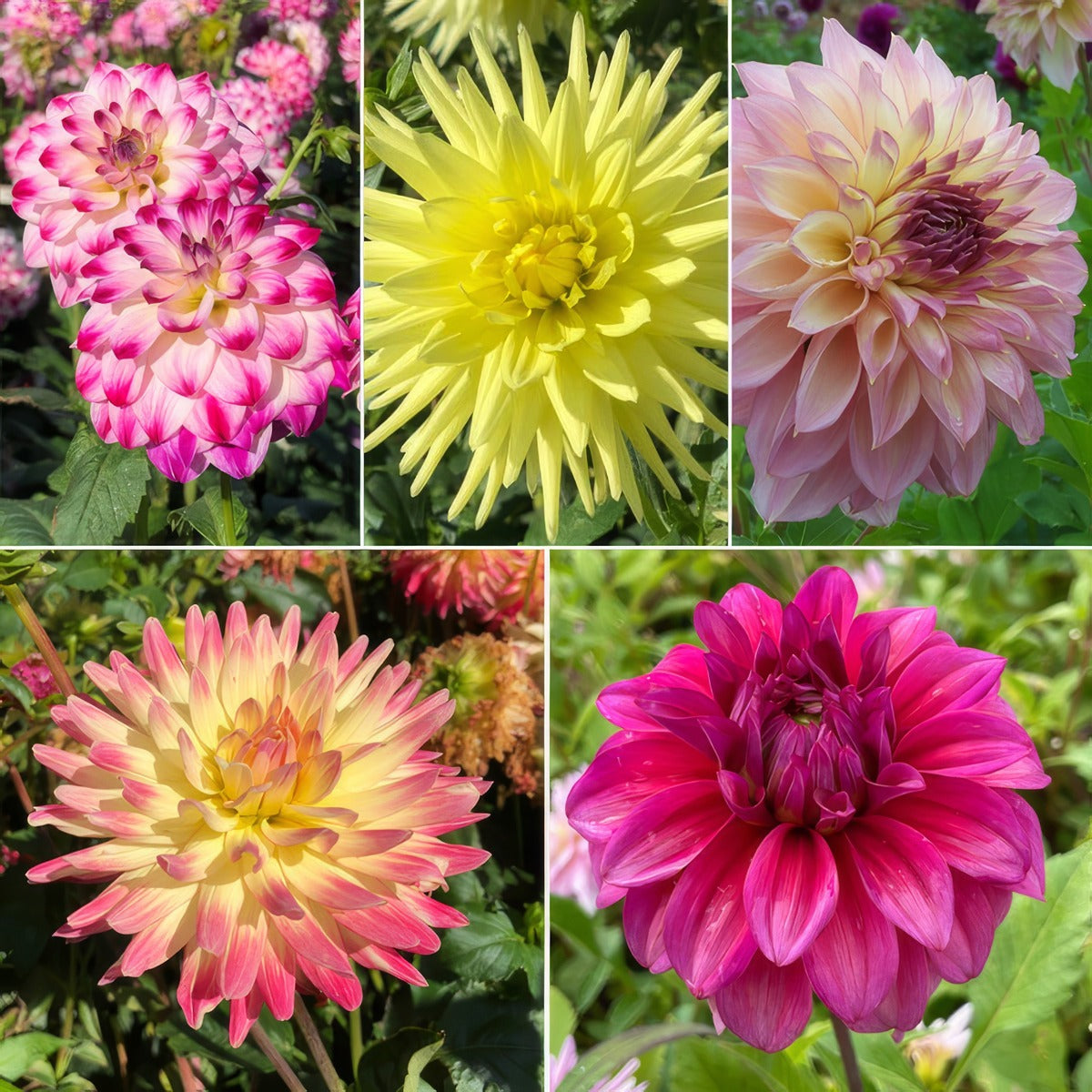 Dahlia Moscato Magic Collection 2026 Coldahmmg - Garden Express Australia