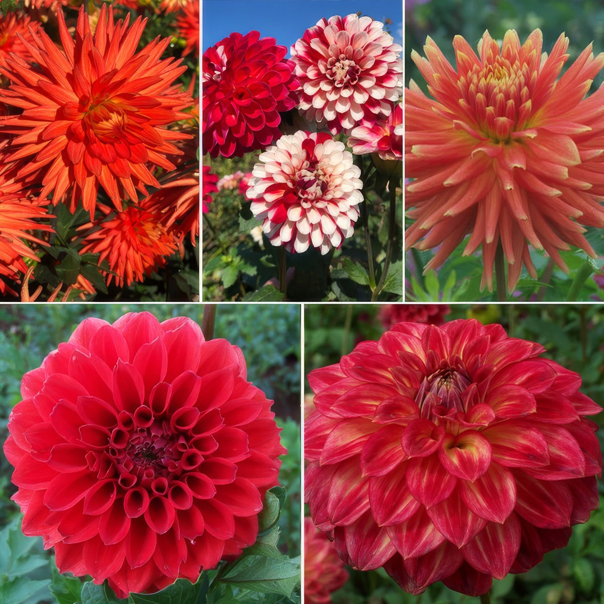 Dahlia Merlot Sunset Collection 2025 Coldahmsu - Garden Express Australia