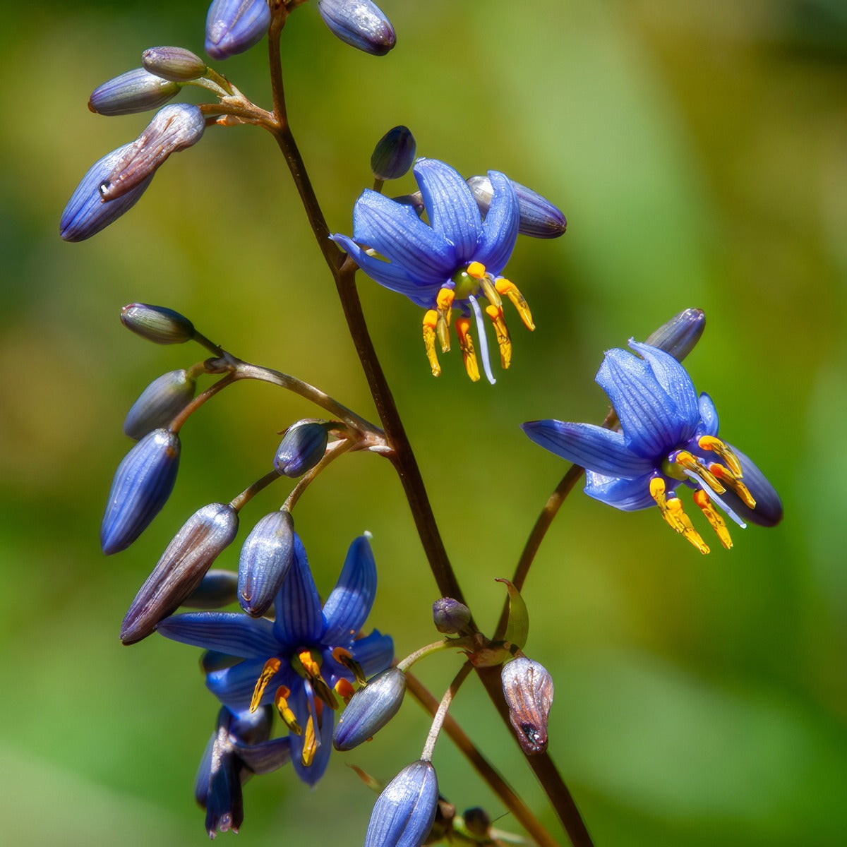 Dianella Lakeview Green Flowers - Garden Express Australia