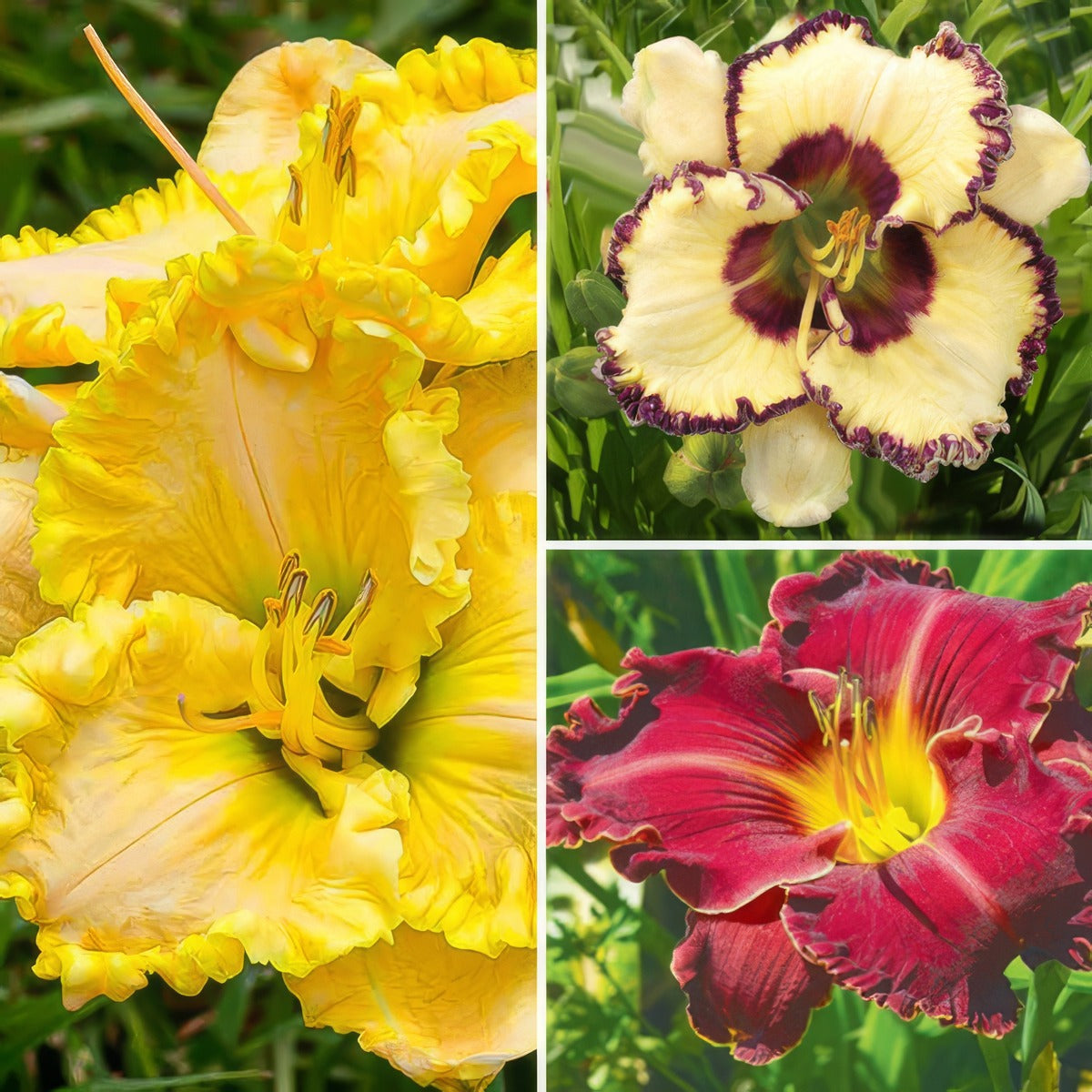 Daylily Winter Trio 4 2025 Coldliwt4 - Garden Express Australia