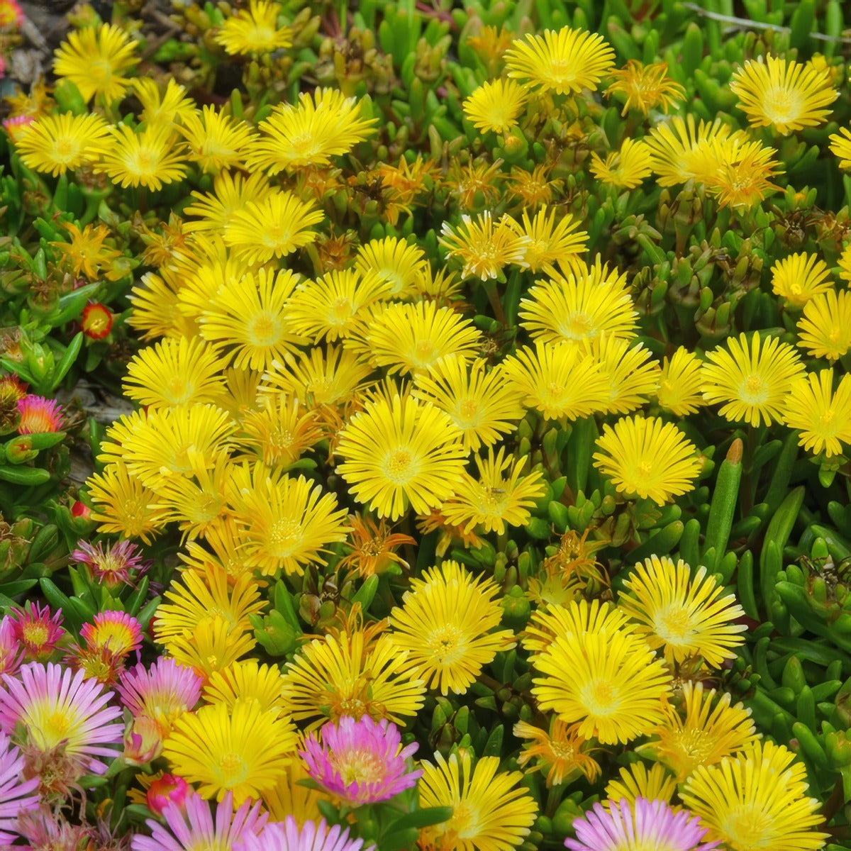 Delosperma Delmara Yellow 1 - Garden Express Australia