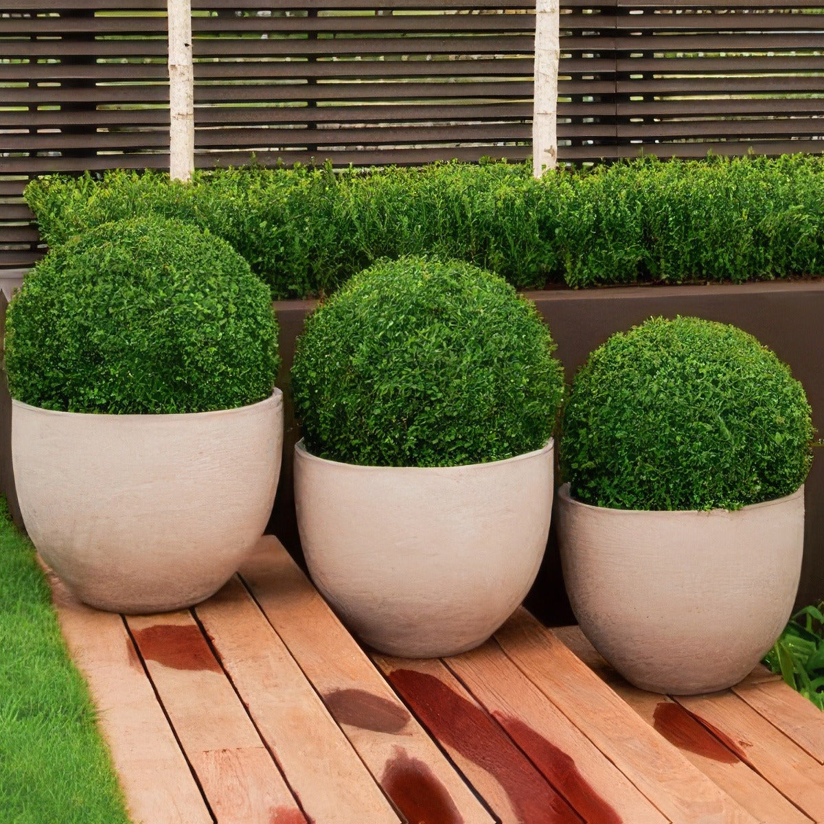 Dutch Box 2019 Lpodutbox - Garden Express Australia