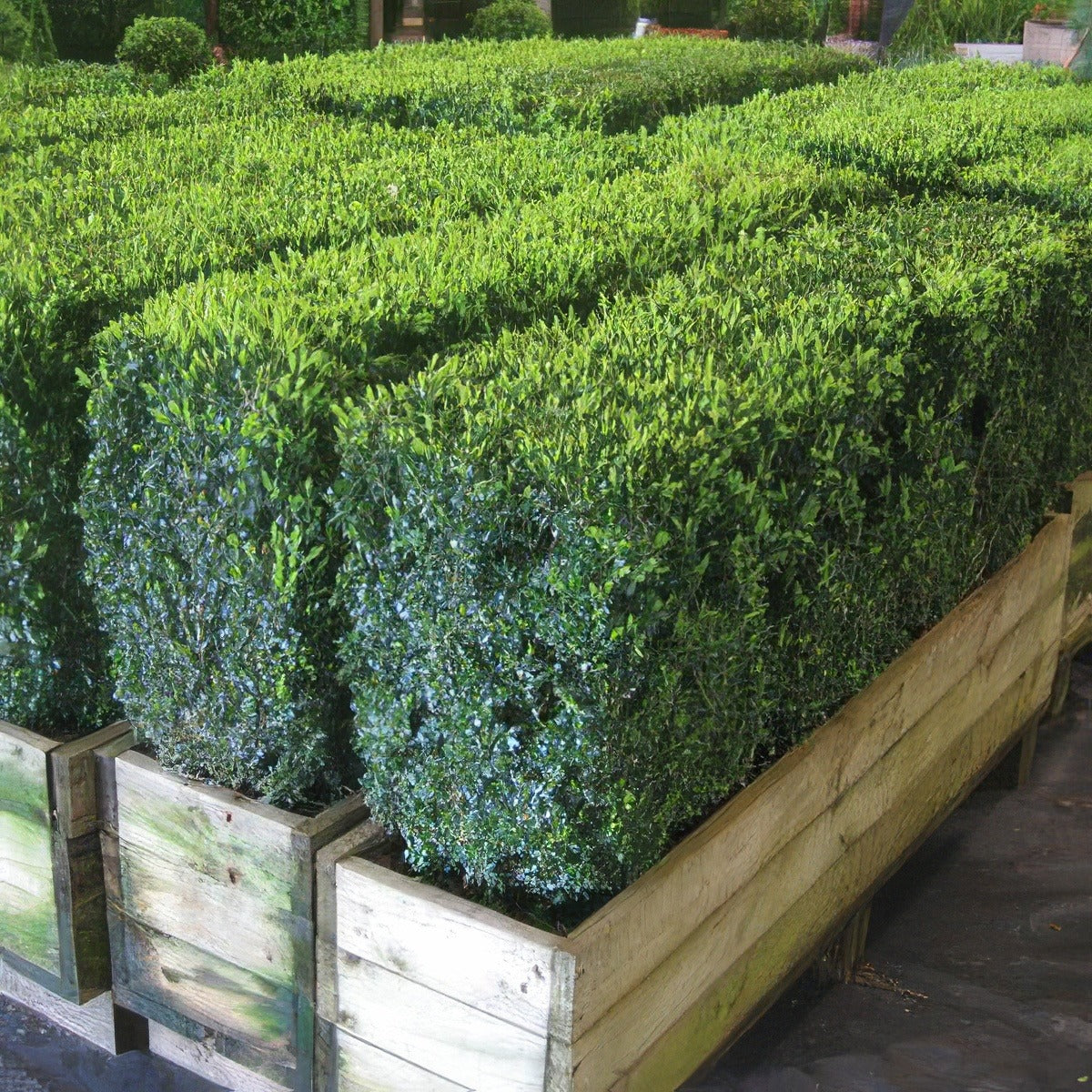 English Box 2019 Summer Lpoengbox - Garden Express Australia