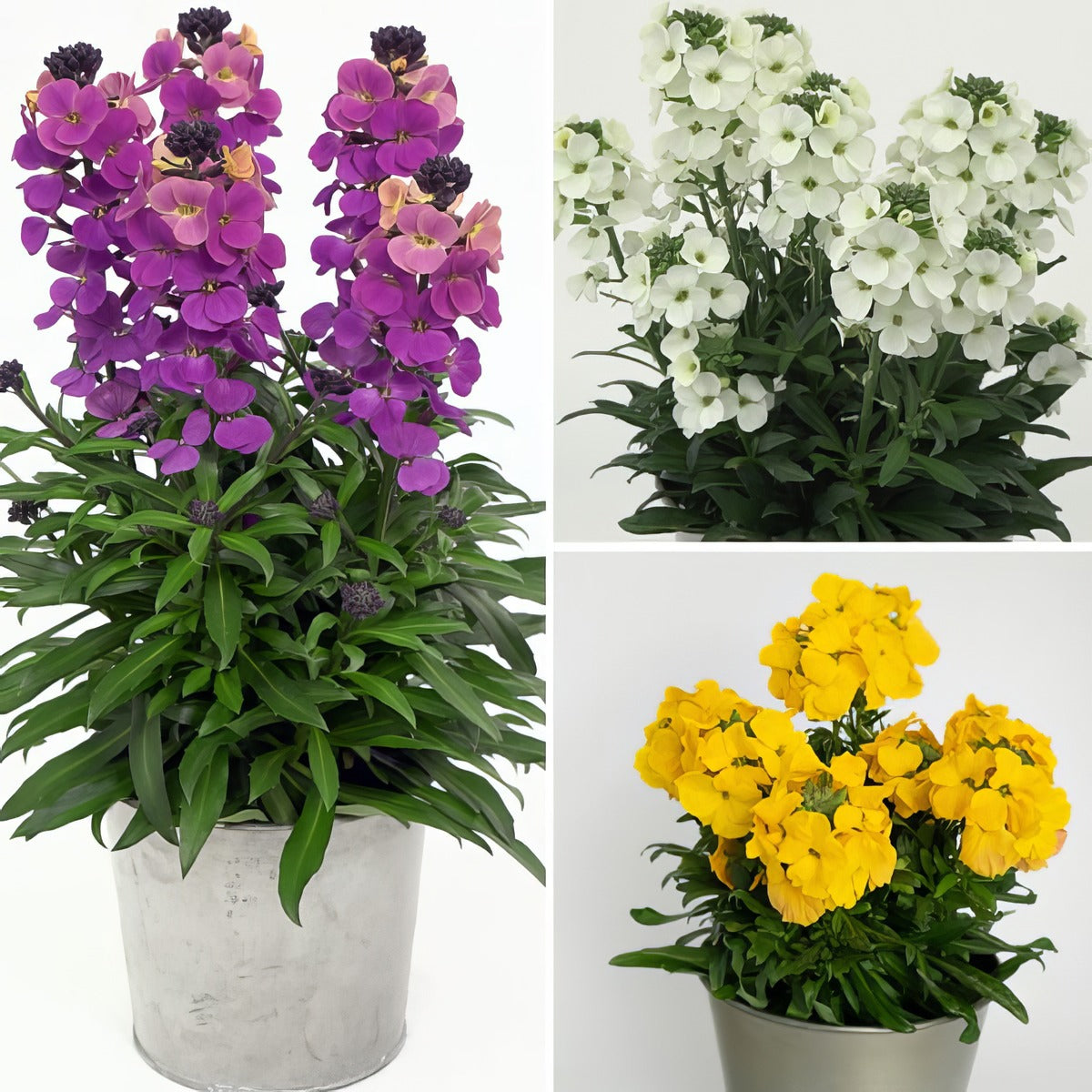 Erysimum Brightside Collection Colerycol - Garden Express Australia