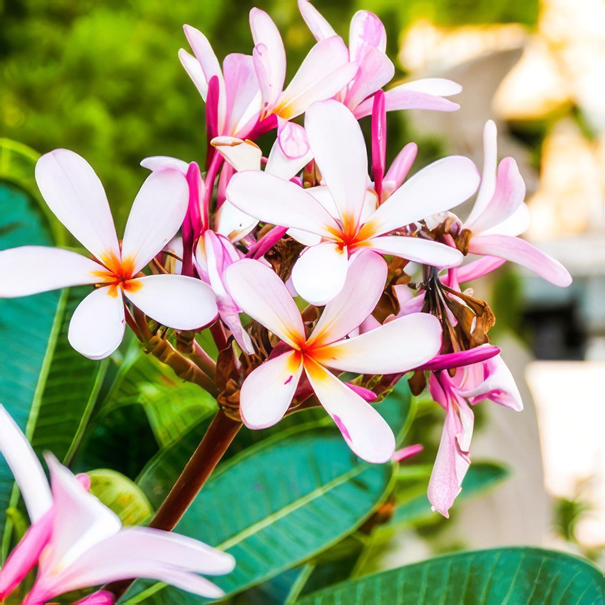 Frangipani Petite Pink Pplfrappi - Garden Express Australia