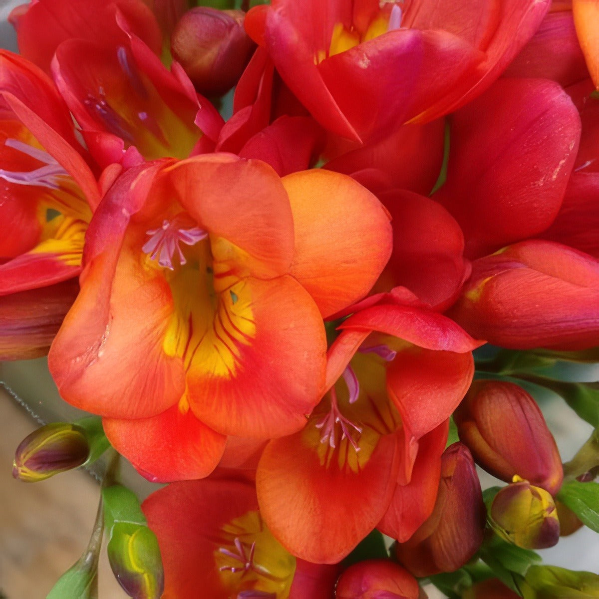 Freesia Santorini Pkfresan 2020 - Garden Express Australia